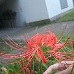 Lycoris radiata Blodyn