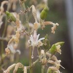 Silene nutans subsp. nutans Other