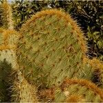 Opuntia oricola Fulla