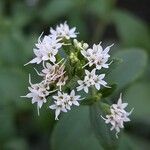 Stevia rebaudiana Flower