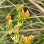 Blackstonia perfoliata Flower