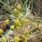 Bupleurum alpigenum 花