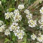 Cochlearia officinalis Blüte