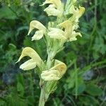 Pedicularis ascendens Other