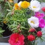 Portulaca grandiflora Cvet