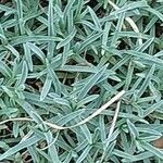 Dianthus gratianopolitanus Blad