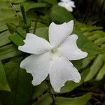 Thunbergia laevis ᱵᱟᱦᱟ