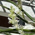 Capanemia superflua Flor