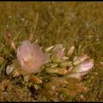 Lewisia rediviva Natur