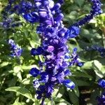 Salvia farinaceaBlüte