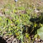 Linaria arvensis List