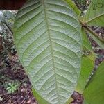 Inga lomatophylla Leaf