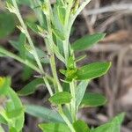 Euploca campestris List