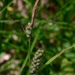 Carex tomentosa Fruit