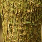 Pycnobotrya nitida Φλοιός