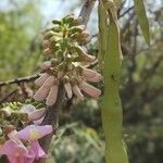 Gliricidia sepium Flower