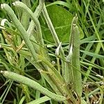 Erysimum virgatum Fruit