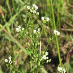 Samolus valerandi Flower