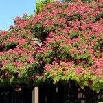 Albizia julibrissinBlüte