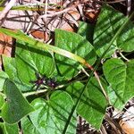 Matelea biflora Hoja