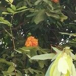 Saraca indica Flor