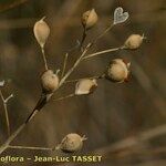 Camelina microcarpa Frutto