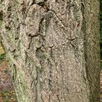 Ehretia dicksonii Bark