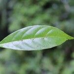 Tabernaemontana persicariifolia Leaf