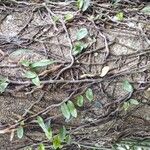 Microgramma vacciniifolia 葉