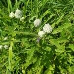 Baccharoides adoensis Blüte