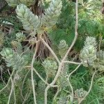 Senecio decaryi Hoja