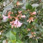 Abelia x grandiflora Leaf