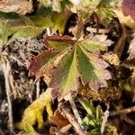 Potentilla pusilla Blad