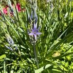 Camassia quamashFlower