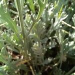 Achillea clavennae Folha