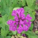 Betonica macrantha Flower