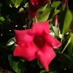 Mandevilla sanderiFlower