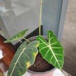 Alocasia micholitziana List