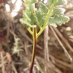 Asplenium adiantum-nigrum Leaf