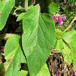 Digitalis purpurea Leaf