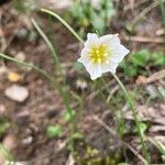 Gagea serotina Fula