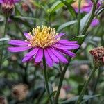 Aster ageratoides Blüte