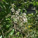 Aloysia citrodora फूल