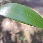 Phyllostachys reticulata Blatt