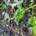 Acanthus mollis Leaf