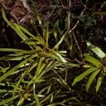 Planchonella cinerea Habit