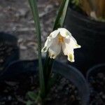 Leucojum aestivumKvet