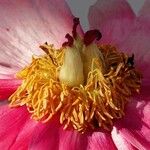 Paeonia mascula 花