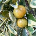 Fortunella japonica Gyümölcs