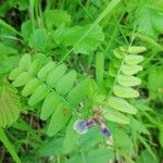 Vicia sepium叶